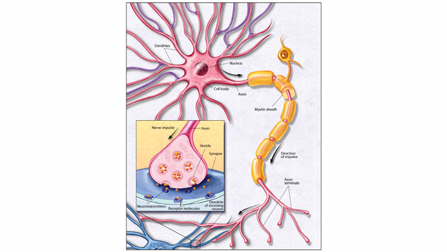 the-neuron