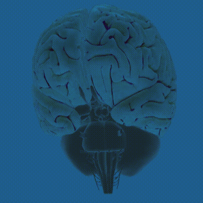 3d brain app for mac