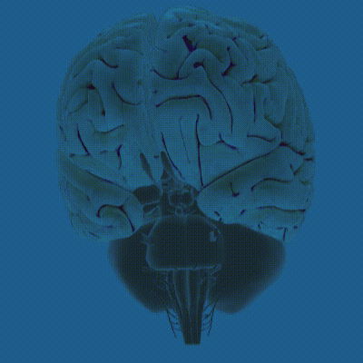 human brain 3d model project corpus callosum