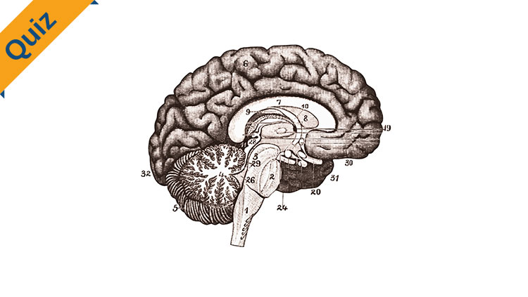 brain lobes unlabeled