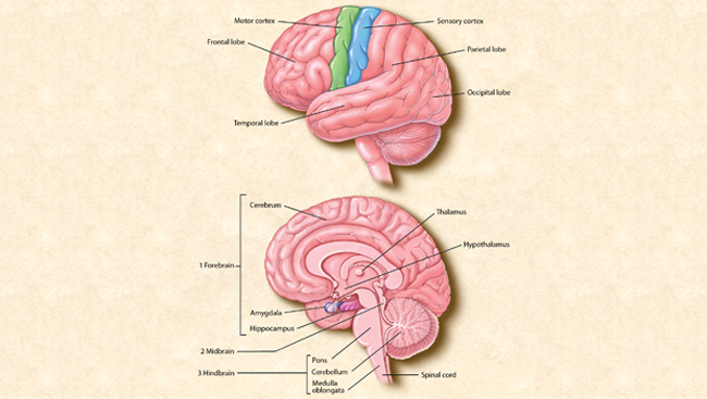 Enhanced Brain Function and Awareness
