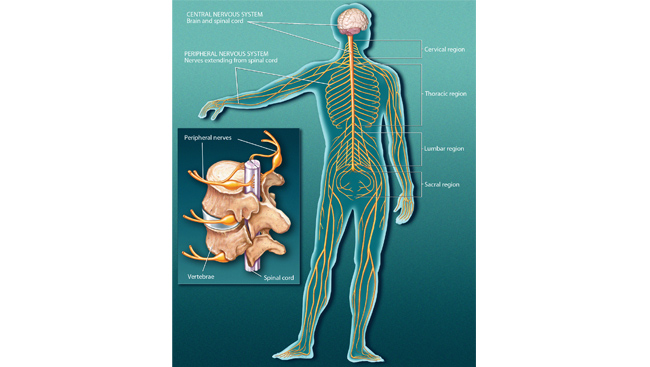 nervous system diagram labeled