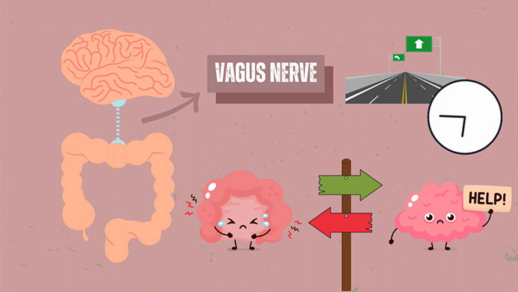 Gut and Vagus Nerve illustrations