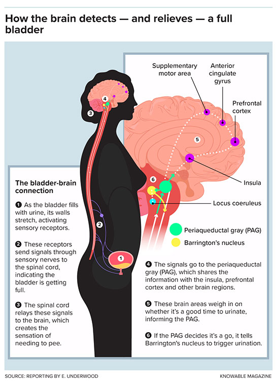 How the brain detects and relieves a full bladder