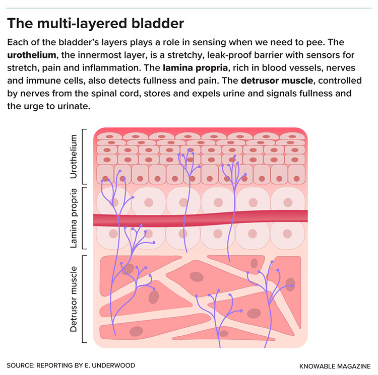 The Multi-layered bladder