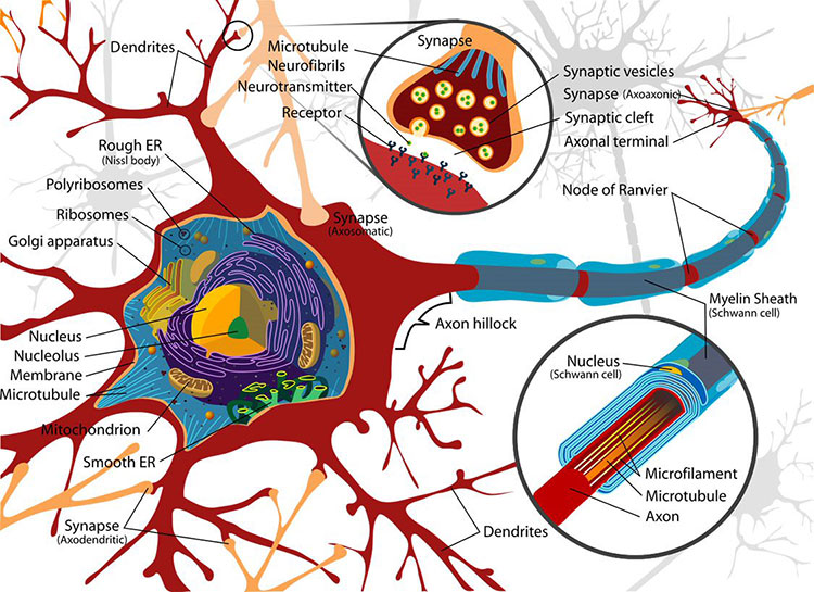 Which region of a neuron is also called the soma? a) cell body b) axon c)  dendrite d) myelin sheaths
