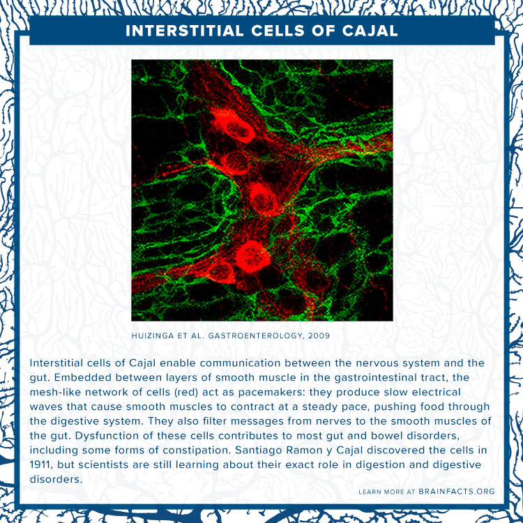  Interstitial Cells of Cajal Brain byte