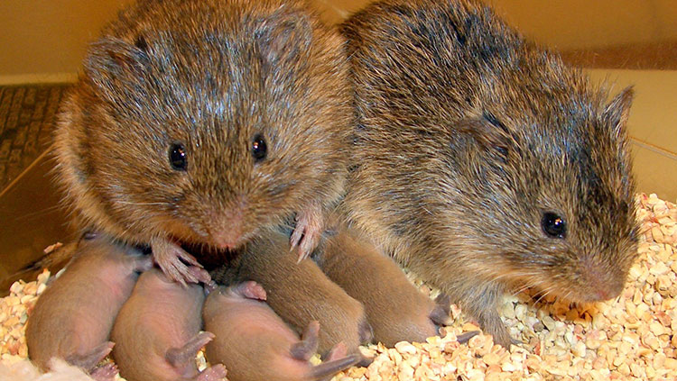 Prairie Voles