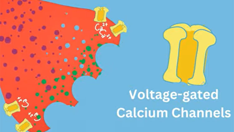 Voltage gated calcium channels