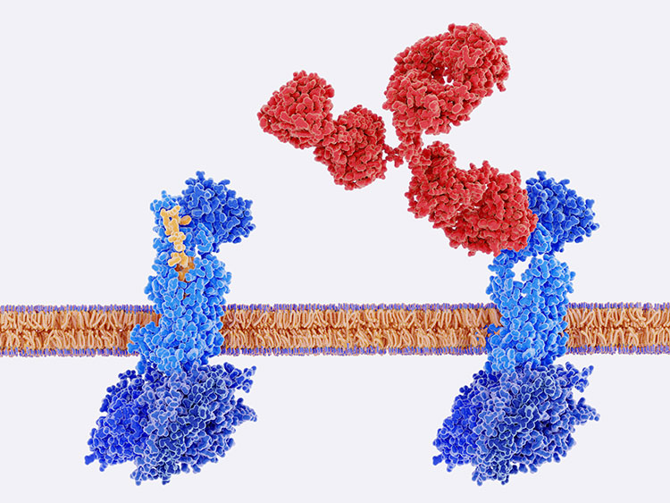 cell membrane