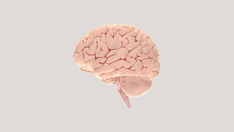 Image of brain