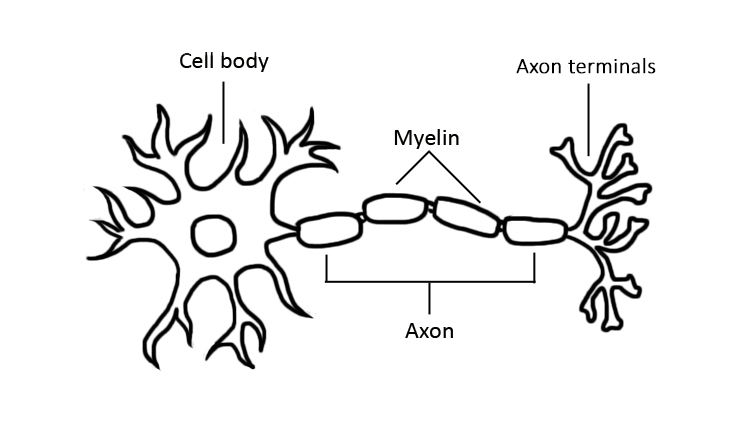 Draw a labelled diagram of a neuron