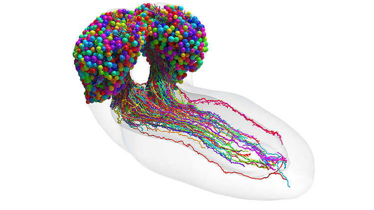 An image of the first connectome of an entire larval fruit fly brain