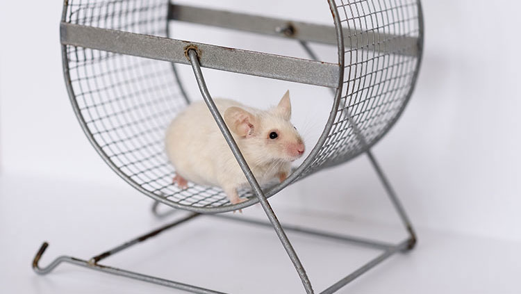 Mouse in a wheel