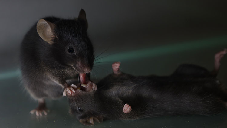 One mouse pulls on another’s tongue