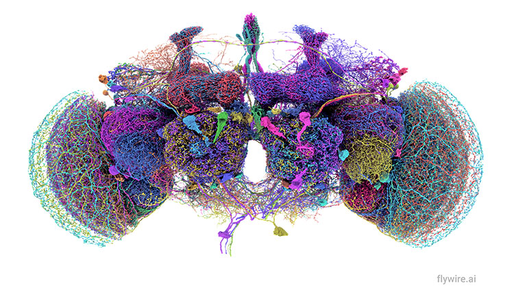 50 of the largest neurons in the adult fruit fly brain connectome, labeled by color.