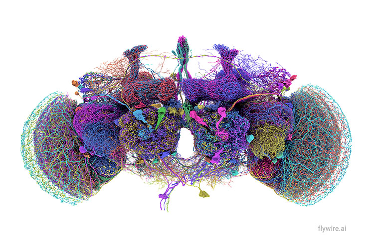 50 of the largest neurons in the adult fruit fly brain connectome, labeled by color.