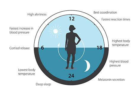 Circadian Rhythms Keep The Body Ticking On Time - 