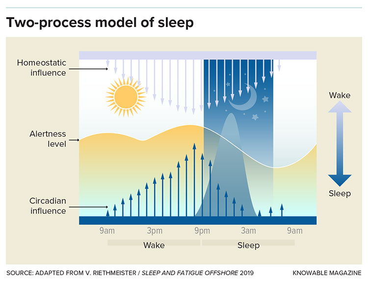 Two process model of sleep graph