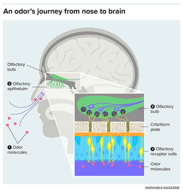 Graph of an odor's journey from nose to brain