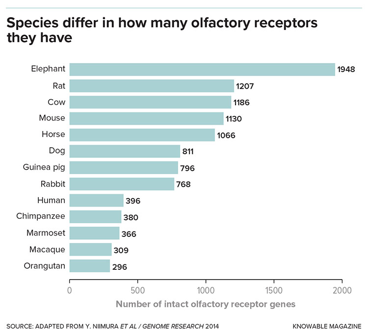 Graph of species differ in how many olfactory receptors they have