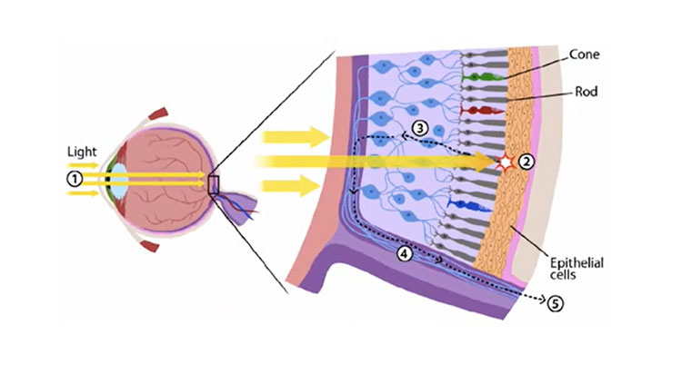 Diagram of the eye